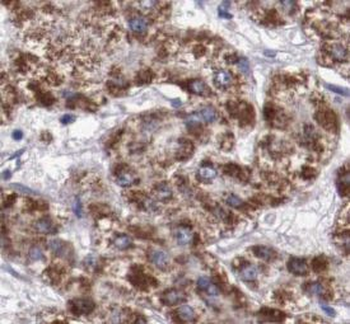 UQCRQ Antibody