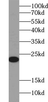 UCN Antibody