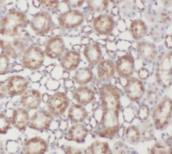 UMOD Antibody