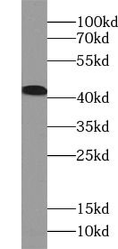 USF1 Antibody