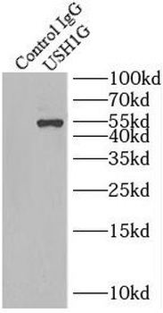 USH1G Antibody