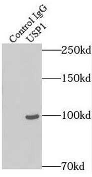 USP1 Antibody