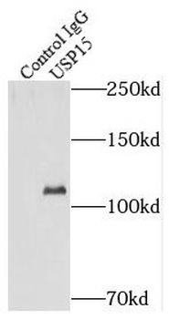 USP15 Antibody