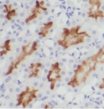 USP16 Antibody