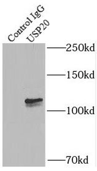 USP20 Antibody