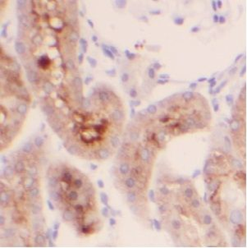 USP20 Antibody