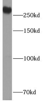 USP24 Rabbit Polyclonal Antibody