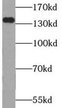 USP25 Antibody