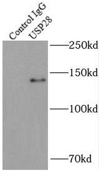 USP28 Antibody