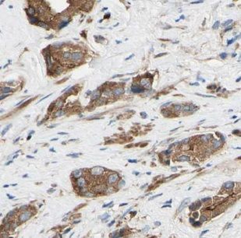USP33 Antibody