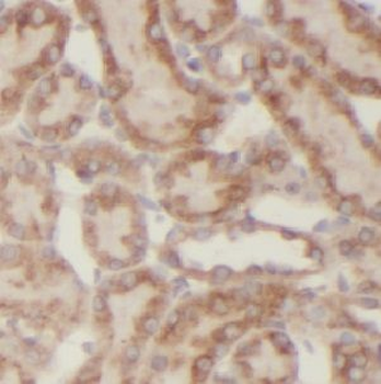 USP33 Antibody