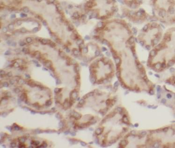 USP46 Antibody