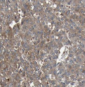 USP48 Antibody