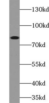 USP49 Antibody