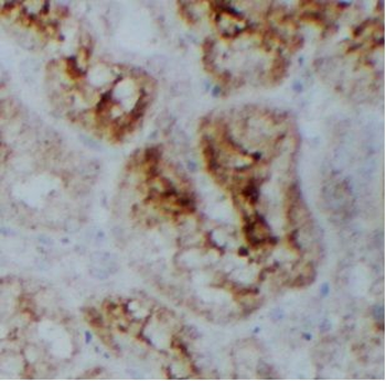 USP49 Antibody
