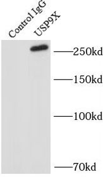 USP9X Antibody