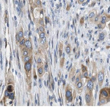 USP9X Antibody