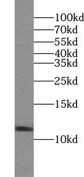 VAMP3 Antibody