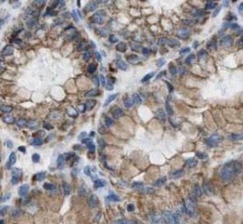 VANGL2 Antibody
