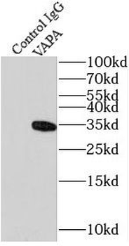 VAPA Antibody