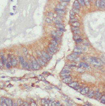 VAPA Antibody