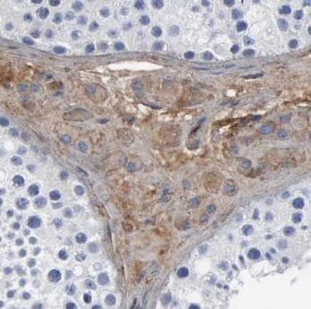 VASP Antibody