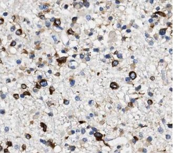 VAT1 Antibody