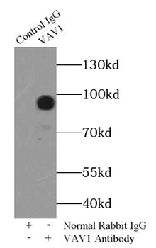 VAV1 Antibody
