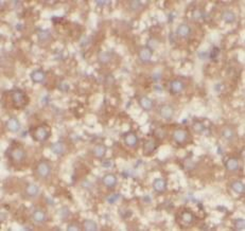 VAV1 Antibody