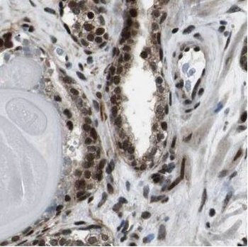 VBP1 Antibody