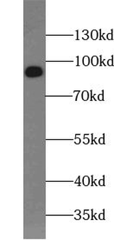 VCP Mouse Monoclonal Antibody