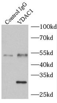 VDAC1 antibody