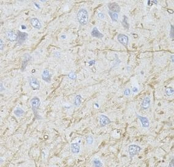 SLC32A1 Antibody