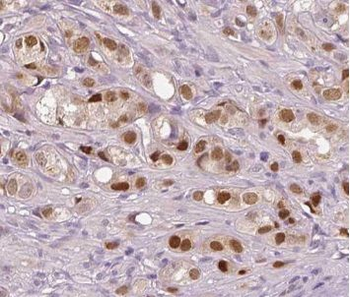 VGLL1 Antibody