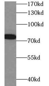 VTN Antibody