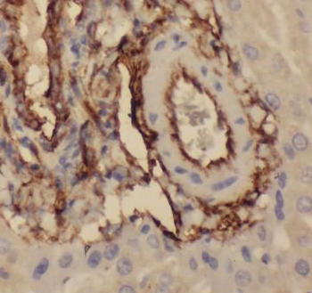 VTN Antibody
