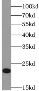 VMO1 Antibody