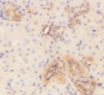 VMO1 Antibody