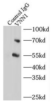 VNN1 Antibody