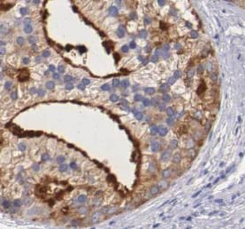 VNN1 Antibody
