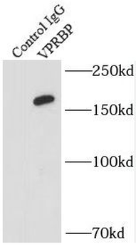 DCAF1 Antibody