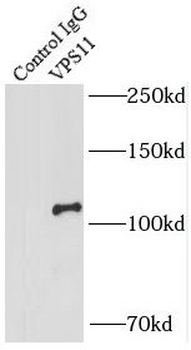 VPS11 Antibody