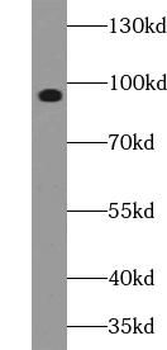 VPS16 Antibody