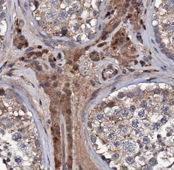 VPS16 Antibody