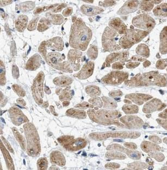 CHMP3 Antibody