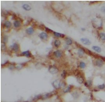VPS26A Antibody