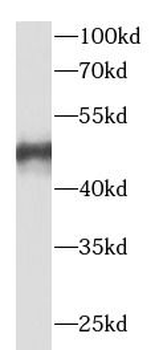 VPS37A Antibody
