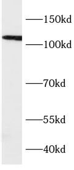 VPS39 Antibody