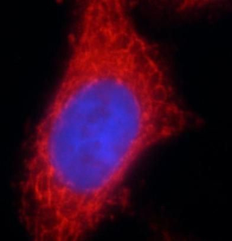 VPS45 Antibody