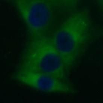 VWA2 Antibody